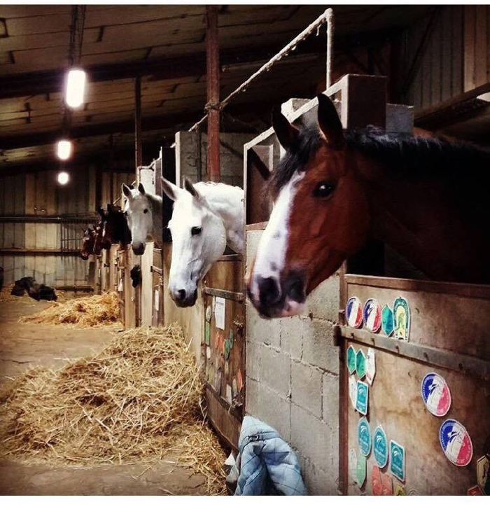 Une balade en fôret sur un tron d'arbre