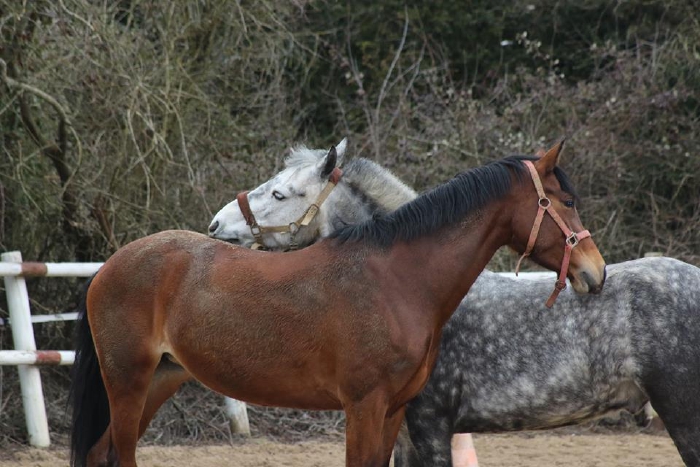 Les chèvres mangent du foin