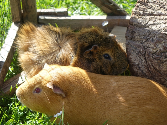 Les cochons d'Inde du domaine dans l'herbe