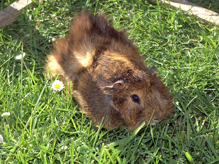 fripouillele cochon d'Inde de Charente